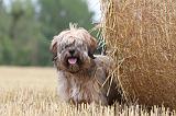 TERRIER DU TIBET 001